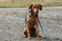 NIMANA, Hund, Mischlingshund in Hagen - Bild 4