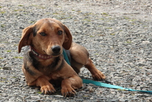 NIMANA, Hund, Mischlingshund in Hagen - Bild 5