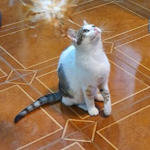 LUCIE, Katze, Europäisch Kurzhaar in Rumänien - Bild 10