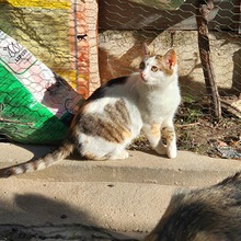 LUCIE, Katze, Europäisch Kurzhaar in Rumänien - Bild 11