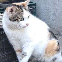 LUCIE, Katze, Europäisch Kurzhaar in Rumänien - Bild 2