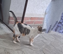 LUCIE, Katze, Europäisch Kurzhaar in Rumänien - Bild 3