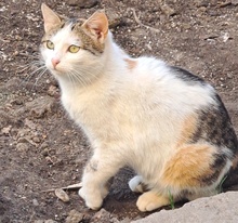LUCIE, Katze, Europäisch Kurzhaar in Rumänien - Bild 4
