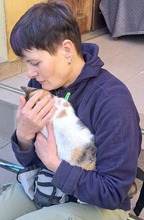 LUCIE, Katze, Europäisch Kurzhaar in Rumänien - Bild 5