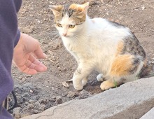 LUCIE, Katze, Europäisch Kurzhaar in Rumänien - Bild 6