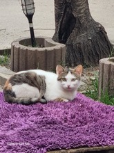 LUCIE, Katze, Europäisch Kurzhaar in Rumänien - Bild 7