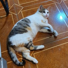 LUCIE, Katze, Europäisch Kurzhaar in Rumänien - Bild 8
