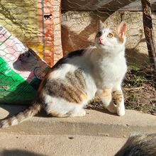 LUCIE, Katze, Europäisch Kurzhaar in Rumänien - Bild 9