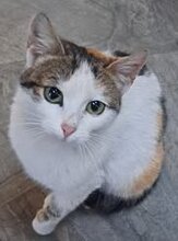 LUCIE, Katze, Europäisch Kurzhaar in Berlin