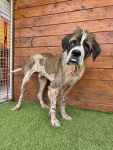 BARRISTAN, Hund, Mischlingshund in Slowakische Republik - Bild 2