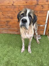 BARRISTAN, Hund, Mischlingshund in Slowakische Republik - Bild 4