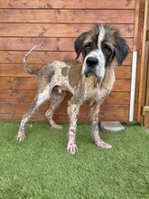 BARRISTAN, Hund, Mischlingshund in Slowakische Republik - Bild 6