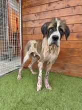 BARRISTAN, Hund, Mischlingshund in Slowakische Republik - Bild 7
