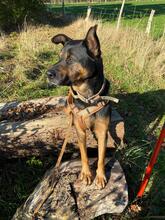 MELLOW, Hund, Mischlingshund in Beverstedt