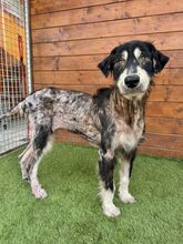 HOPPER, Hund, Mischlingshund in Slowakische Republik - Bild 1