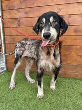 HOPPER, Hund, Mischlingshund in Slowakische Republik - Bild 10