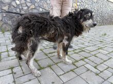 HOPPER, Hund, Mischlingshund in Slowakische Republik - Bild 11