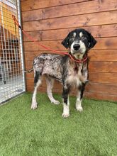 HOPPER, Hund, Mischlingshund in Slowakische Republik - Bild 2