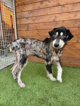 HOPPER, Hund, Mischlingshund in Slowakische Republik - Bild 3