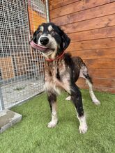 HOPPER, Hund, Mischlingshund in Slowakische Republik - Bild 6