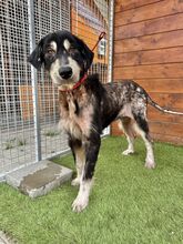 HOPPER, Hund, Mischlingshund in Slowakische Republik - Bild 7
