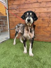 HOPPER, Hund, Mischlingshund in Slowakische Republik - Bild 8