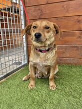 FERIDA, Hund, Mischlingshund in Slowakische Republik - Bild 1