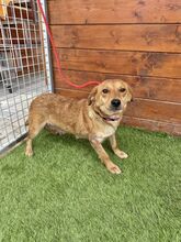 FERIDA, Hund, Mischlingshund in Slowakische Republik - Bild 2