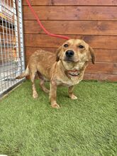 FERIDA, Hund, Mischlingshund in Slowakische Republik - Bild 3