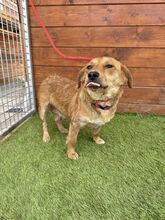 FERIDA, Hund, Mischlingshund in Slowakische Republik - Bild 4
