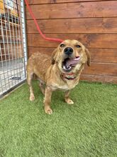 FERIDA, Hund, Mischlingshund in Slowakische Republik - Bild 5