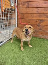 FERIDA, Hund, Mischlingshund in Slowakische Republik - Bild 6