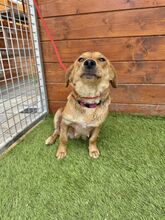 FERIDA, Hund, Mischlingshund in Slowakische Republik - Bild 7