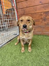 FERIDA, Hund, Mischlingshund in Slowakische Republik - Bild 8