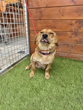 FERIDA, Hund, Mischlingshund in Slowakische Republik - Bild 9