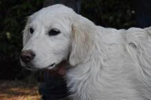 SYRIO, Hund, Maremmano-Mix in Italien - Bild 2
