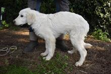 SYRIO, Hund, Maremmano-Mix in Italien - Bild 4