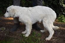 SYRIO, Hund, Maremmano-Mix in Italien - Bild 5