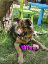 TIFFANY, Hund, Mischlingshund in Überherrn - Bild 1