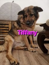 TIFFANY, Hund, Mischlingshund in Überherrn - Bild 2