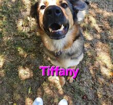 TIFFANY, Hund, Mischlingshund in Überherrn - Bild 3