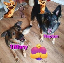 TIFFANY, Hund, Mischlingshund in Überherrn - Bild 4