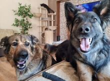 TIFFANY, Hund, Mischlingshund in Überherrn - Bild 5