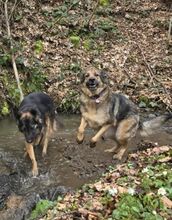 TIFFANY, Hund, Mischlingshund in Überherrn - Bild 6