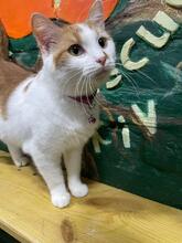 LISA, Katze, Europäisch Kurzhaar in Ukraine - Bild 1