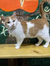 LISA, Katze, Europäisch Kurzhaar in Ukraine - Bild 2