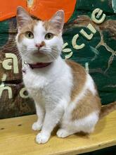 LISA, Katze, Europäisch Kurzhaar in Ukraine - Bild 3