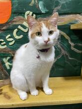LISA, Katze, Europäisch Kurzhaar in Ukraine - Bild 4