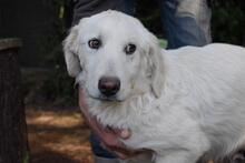 SYLVAIN, Hund, Maremmano-Mix in Italien - Bild 1