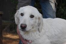 SYLVAIN, Hund, Maremmano-Mix in Italien - Bild 2